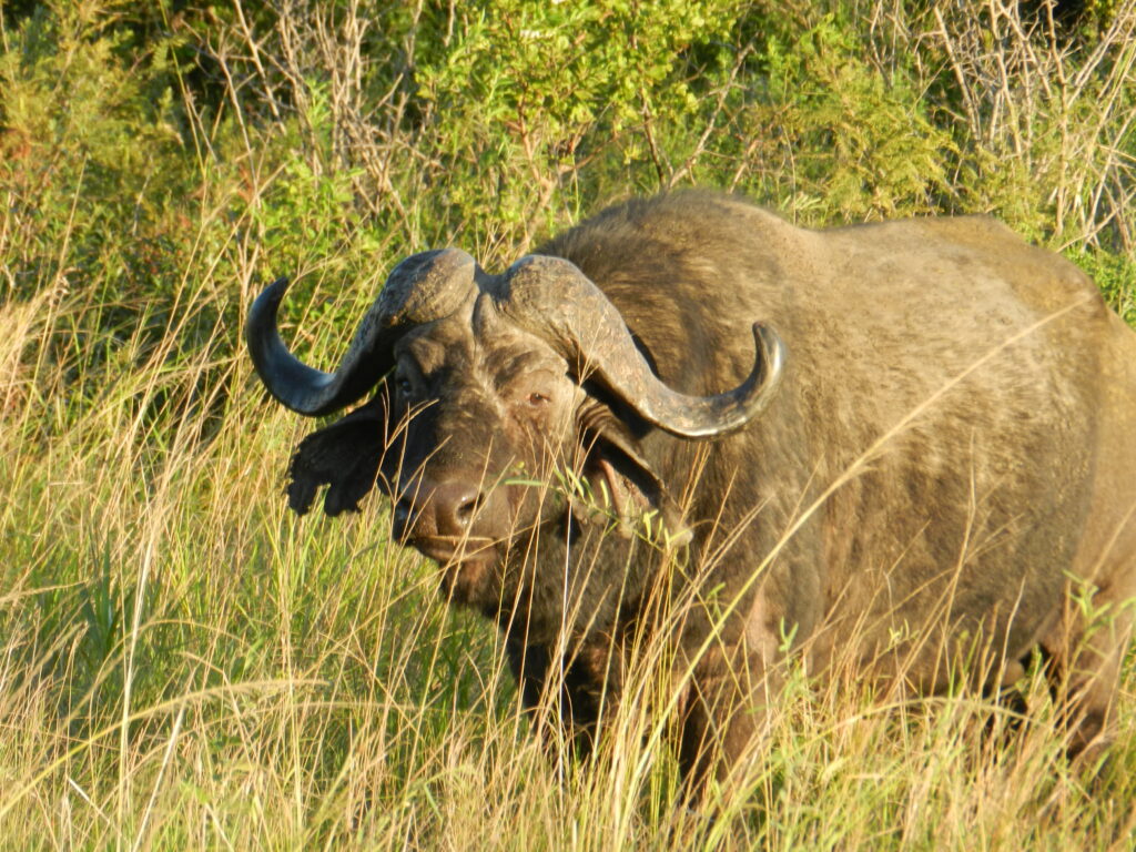 African buffalo