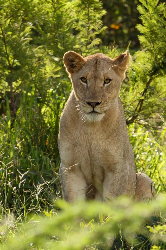 Female Lion
