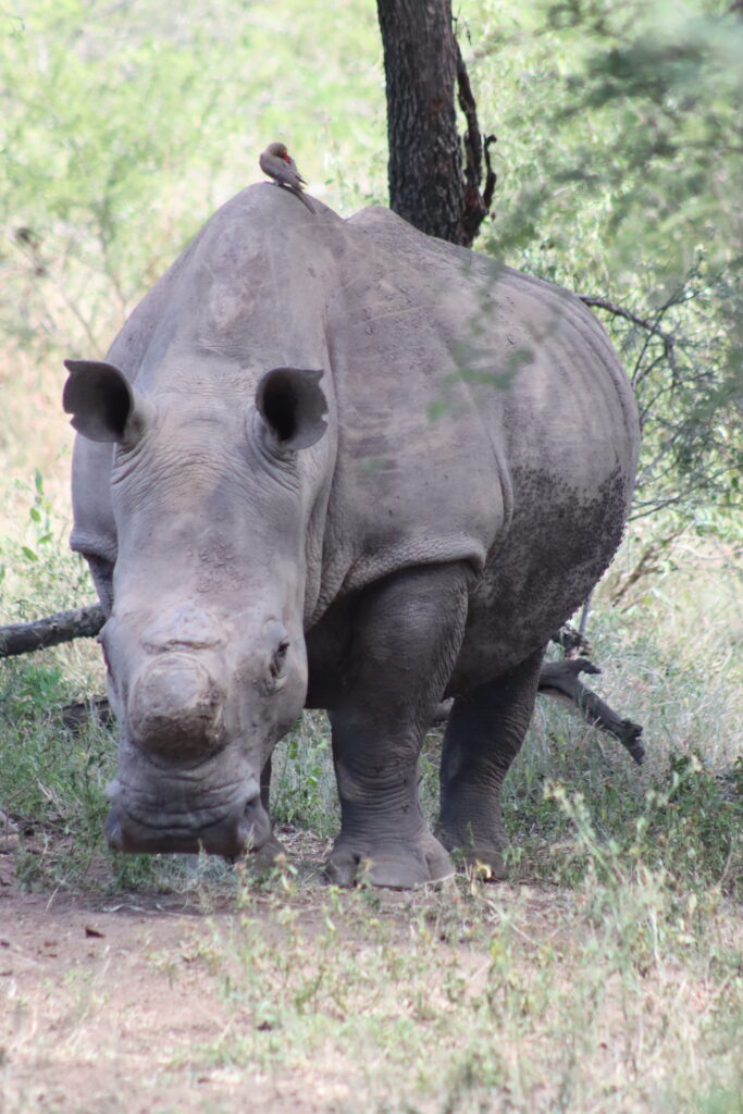 White rhino in Africa