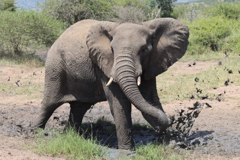 10 Fascinating Elephant Facts for Kids (Free Printable Included)