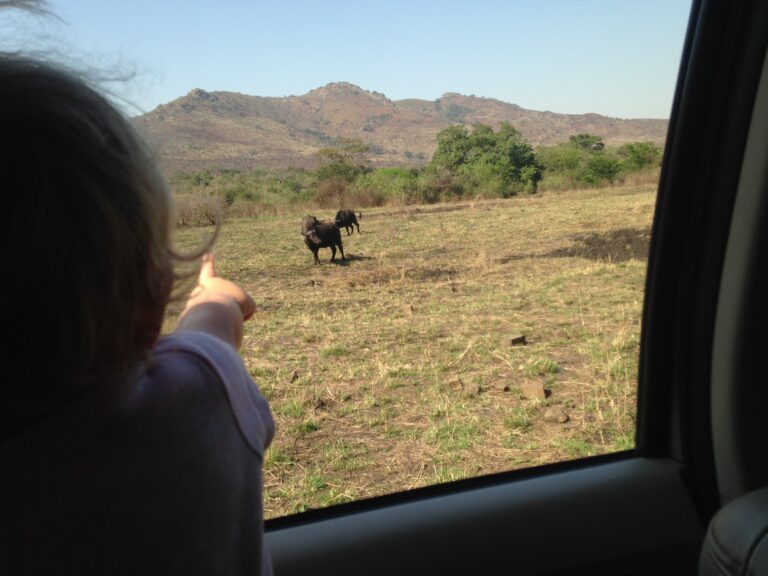 Open Vehicle vs Closed Vehicle Safari – Which is Actually Better for Children?