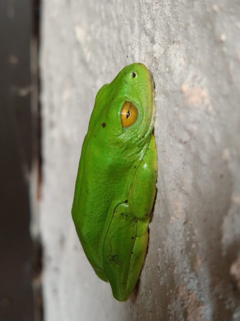 Are children's attention spans shrinking, get them to watch a frog for a few minutes
