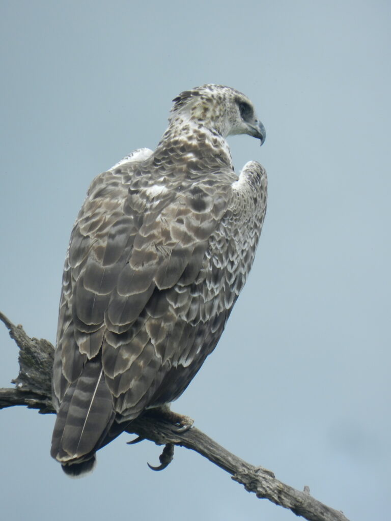 Take time to look at the size of a bird when birdwatching with kids