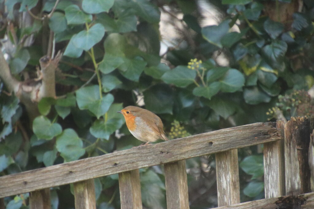 Birdwatching English robin