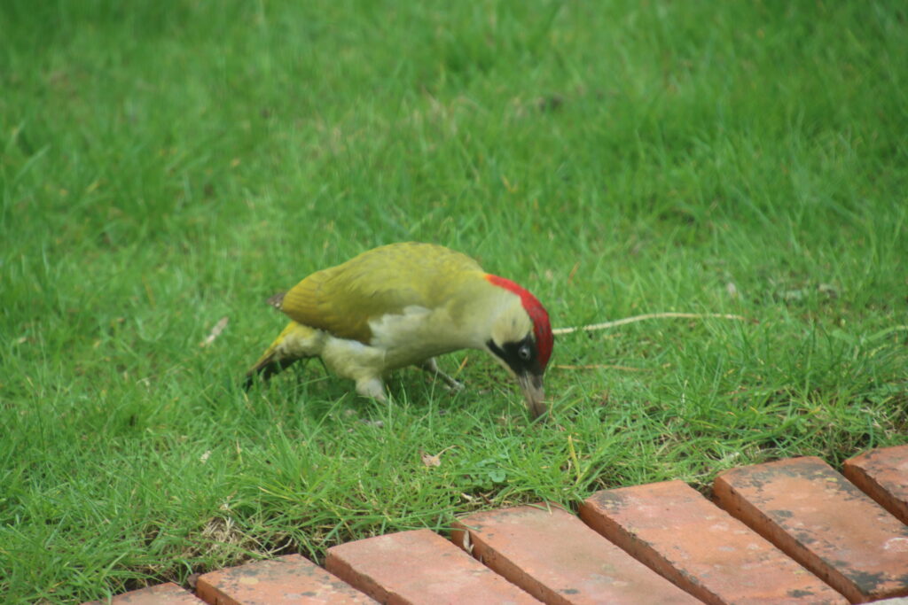 UK garden birds for birdwatching with children — identifying size and colour details