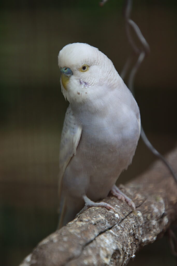 Birdwatching for kids: look at the Beak, Colour, Size